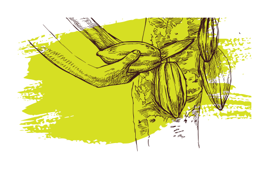 Ilustração da colheita dos frutos de cacau