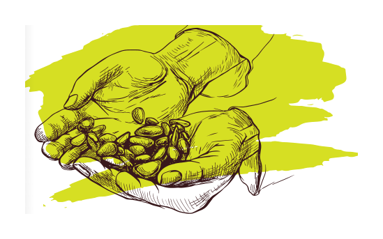 Ilustração da seleção manual das amêndoas de cacau